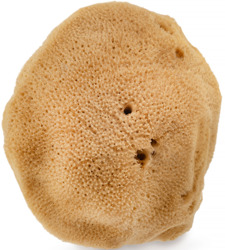 HHUUMM Naturalna gąbka morska brązowa 02F 9,5cm